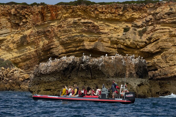 Dolphin Watching Along the Algarve Coast - Cancellation Policy