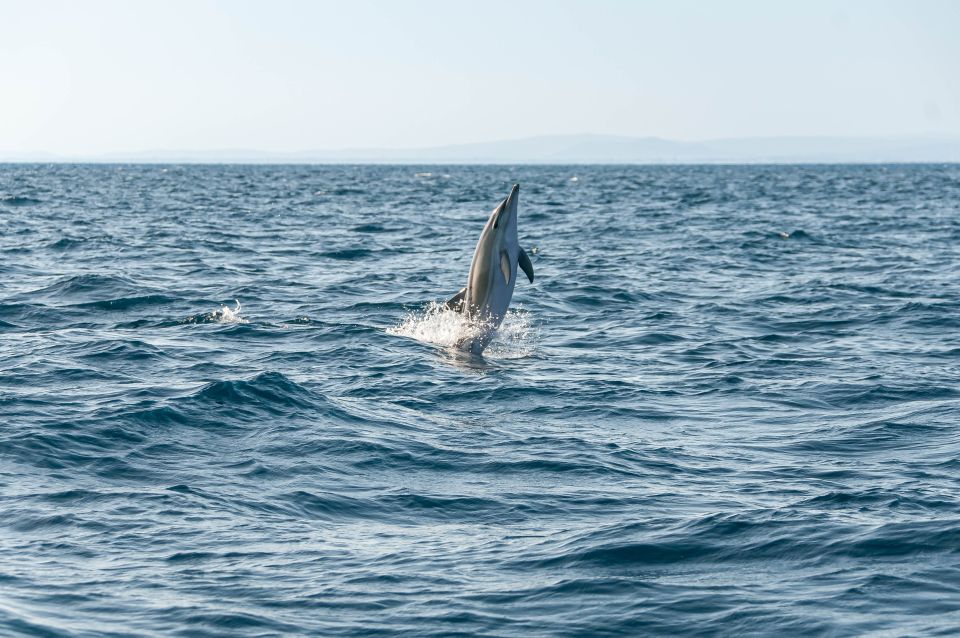 Dolphin Watching and Marine Wild Life in Faro - Important Information for Participants