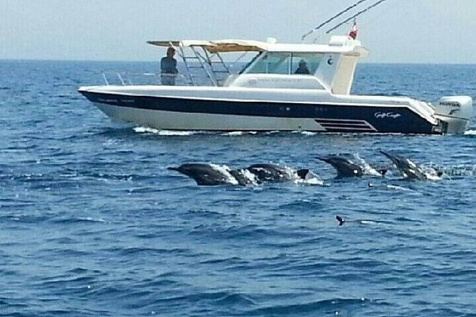 Dolphin Watching in Muscat - Accessibility and Group Size