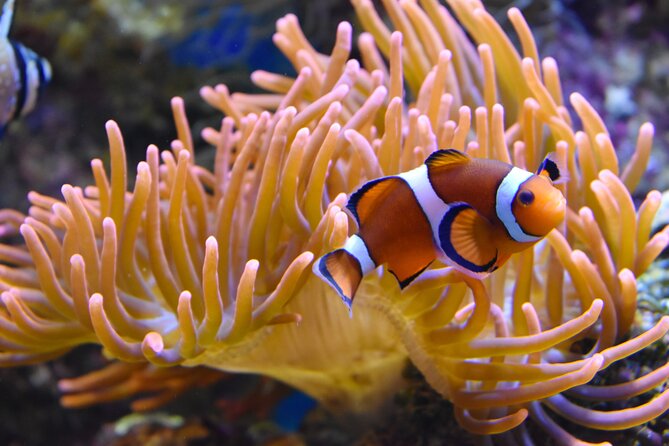 Entrance Ticket Nausicaa, the Biggest Aquarium in Europe - Safety and Crowds