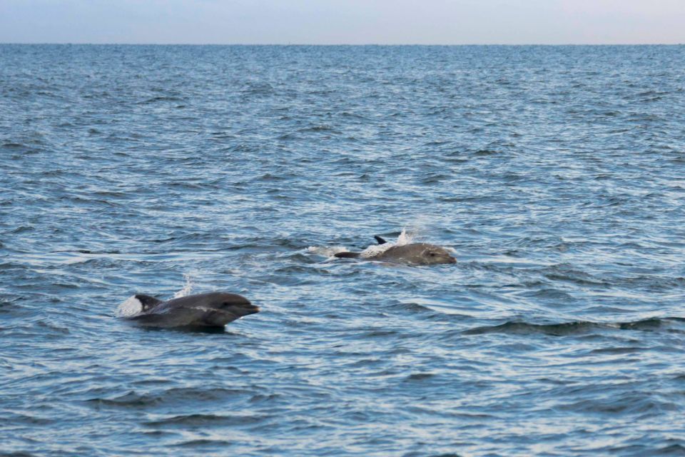 Evening Boat Trip to Discover Dolphins - Vessel and Crew