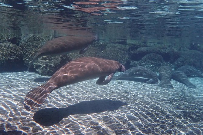 Exclusive Small Group VIP Heated Manatee Snorkel Tour - Health and Safety