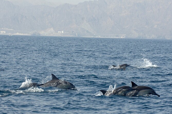 Experience Dolphin Watching and Snorkeling in Muscat - Make the Most of Your Visit