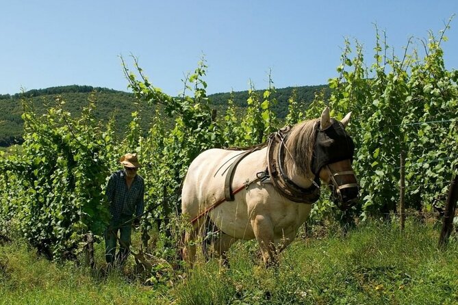 Fantastic, Full Day, Private Wine Tour to Alsace! - Cancellation Policy