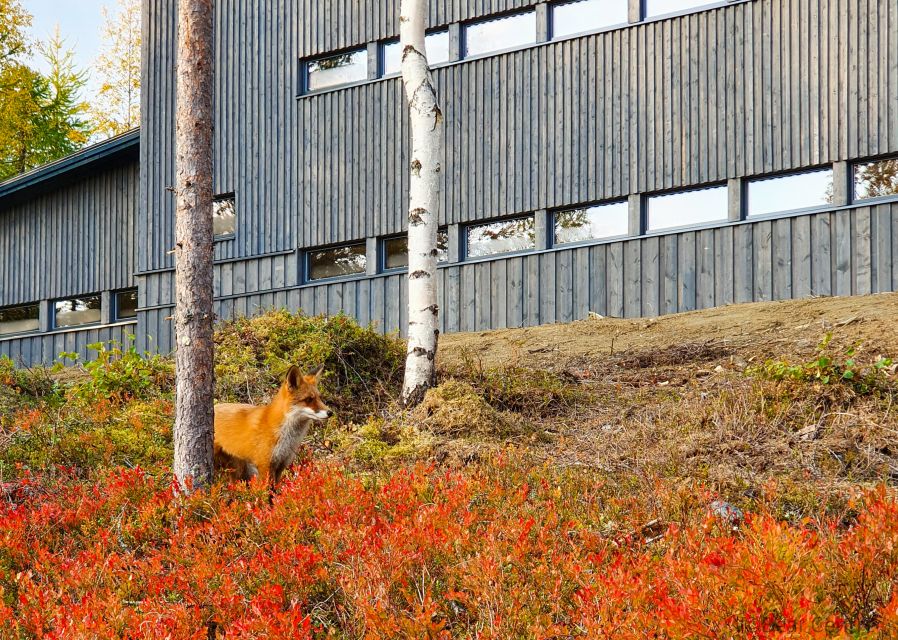 Finland: Bear Watching, Evening Trip - High Probability of Bear Sightings