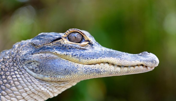 Florida Everglades Airboat Tour and Wild Florida Admission With Optional Lunch - Booking Information and Policies