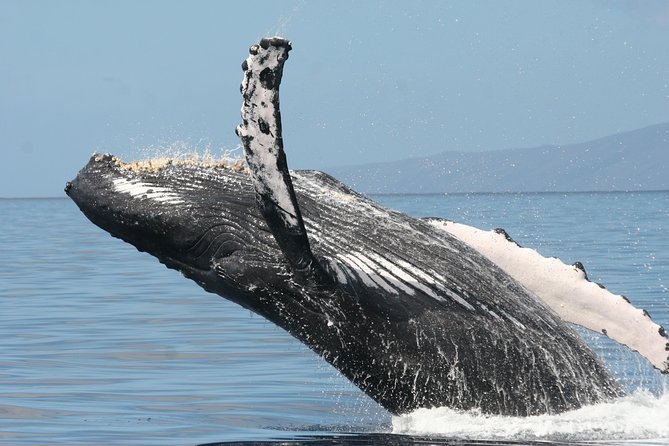 From Maalaea Harbor: Whale Watching Tours Aboard the Quicksilver - Accessibility and Restrictions