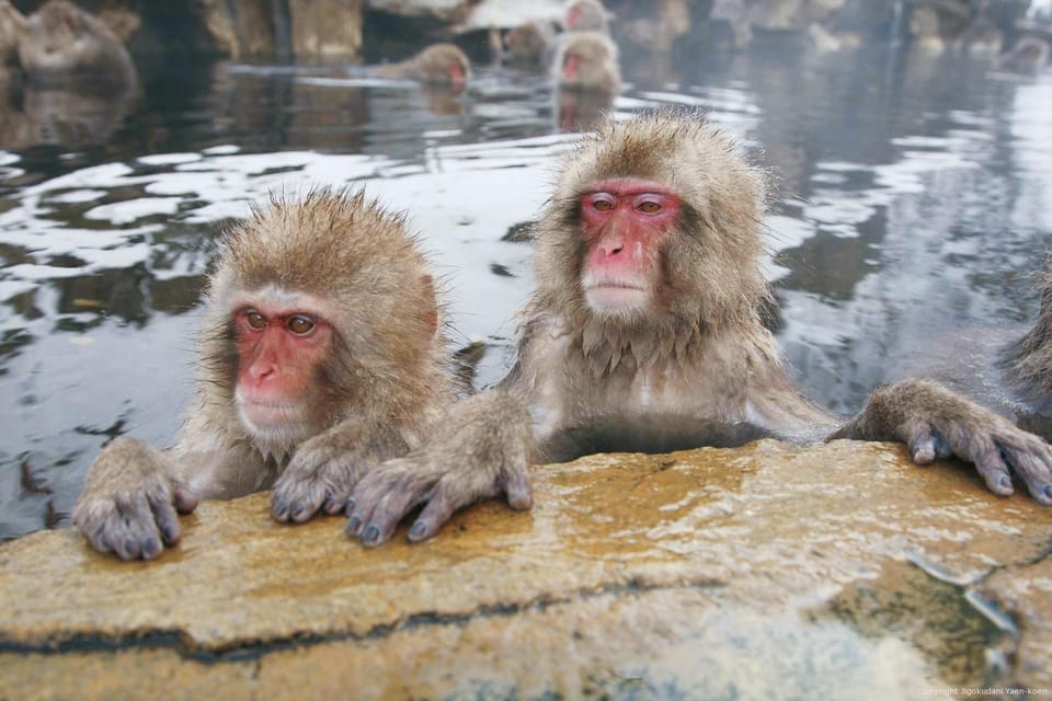 From Tokyo Memorable Snow Monkey Park & Zenkoji Temple Tour. - Important Information