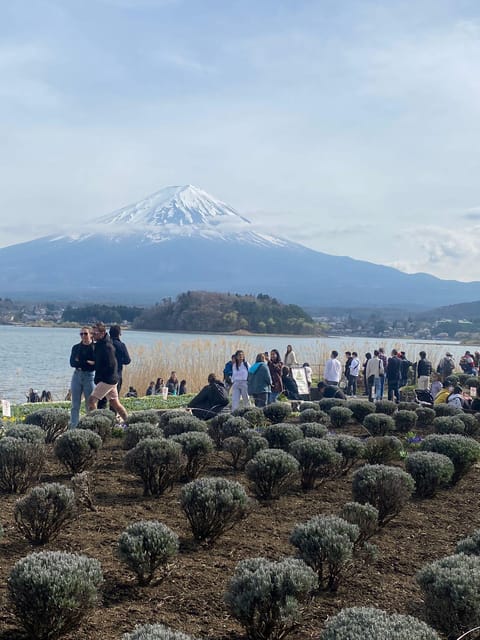 From Tokyo: Mt. Fuji or Hakone Sightseeing Private Day Tour - Oshino Hakkai and Lake Kawaguchiko