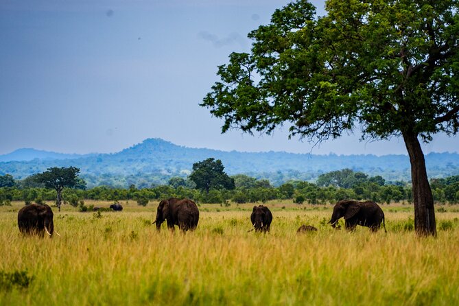 From Zanzibar: Mikumi Day Safari Including Flights - Getting to Mikumi National Park