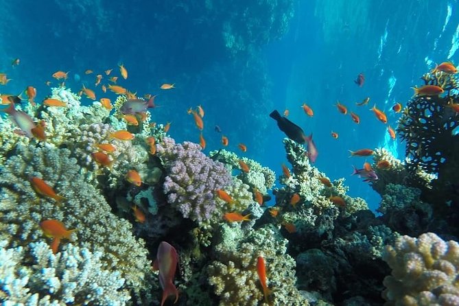 Full Day Snorkeling Trip to the Red Sea in Safaga From Luxor - Pricing and Reviews