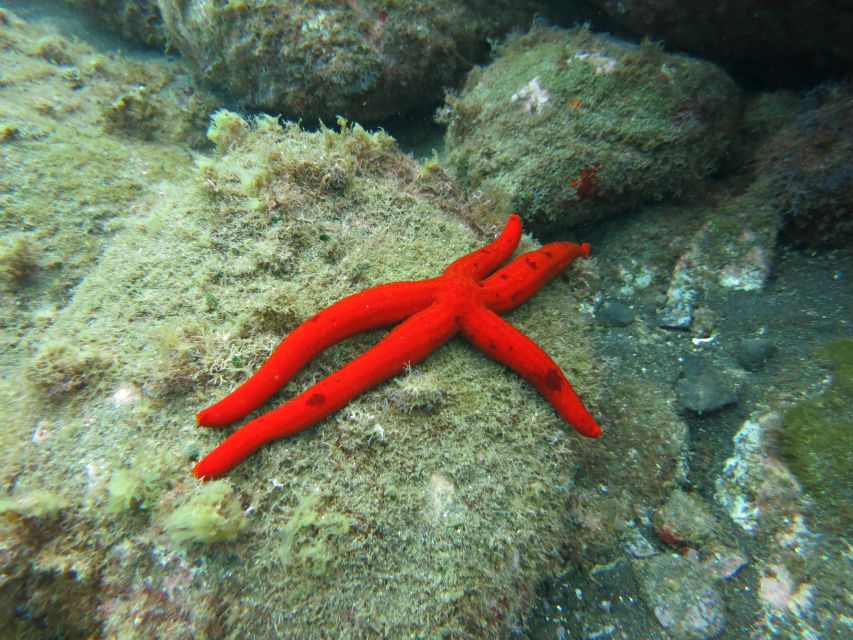 Funchal: Snorkeling Adventure in the Eco-Park - Snorkeling Equipment and Facilities