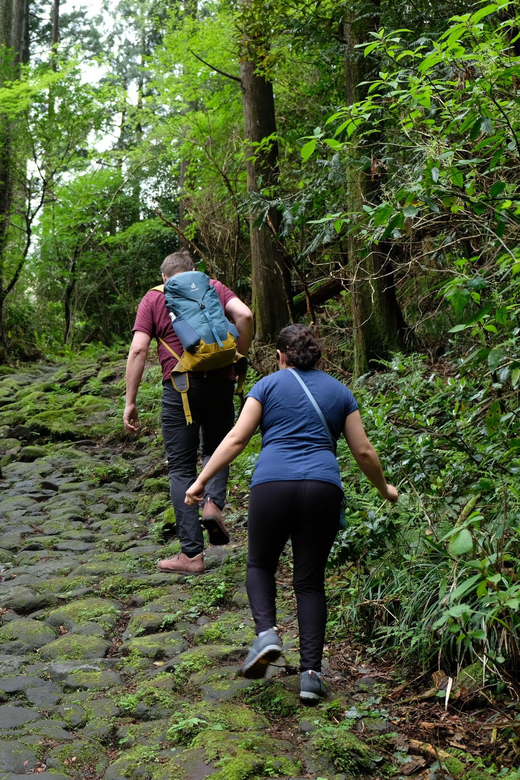 Hakone: Forest Bathing Hike Review - Scenic Views and Photo Opportunities