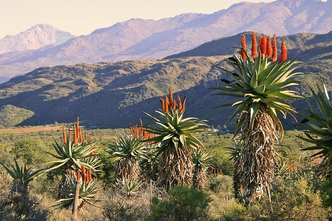 Half-Day Swartberg Pass PRIVATE Tour (Including Lunch & Transfer - Oudtshoorn) - Pickup and Additional Info