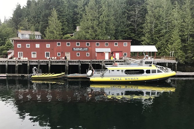 Half-Day Whale Watching Adventure From Telegraph Cove - Cancellation Policy