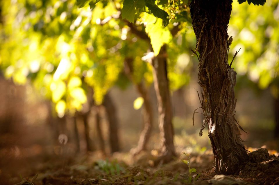 Heraklion: Private Wine Tasting & Lunch at Lyrarakis Winery - Inclusions