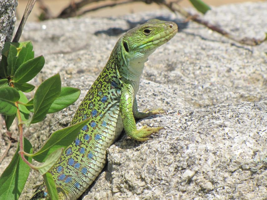 Hiking Tour to the Footprints of Dinosaurs in Espichel Cape - Sanctuary of Espichel Cape