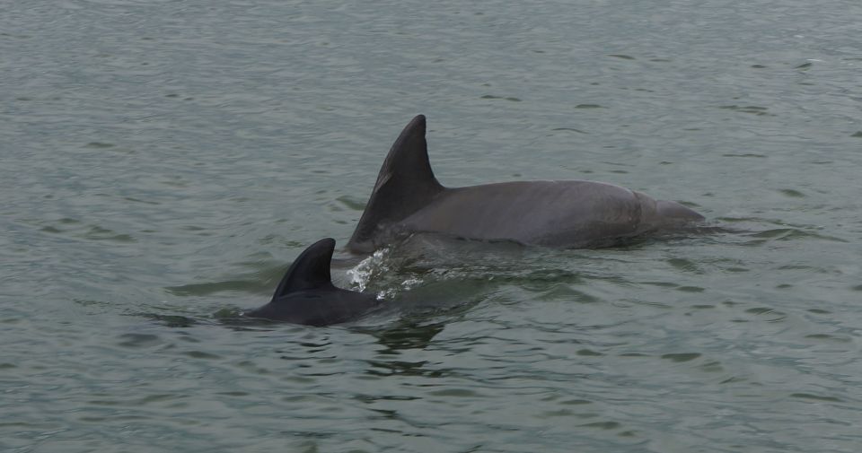 Hilton Head Island: Dolphin and Nature Tour - Exploring Calibogue Sound