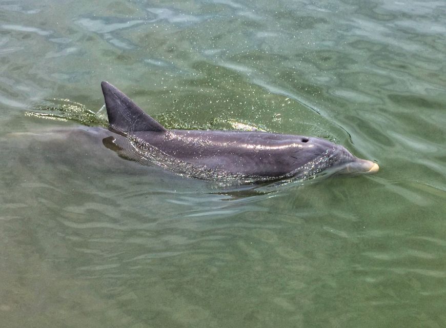 Hilton Head Island: Dolphin Watching Cruise With Donuts - Customer Reviews