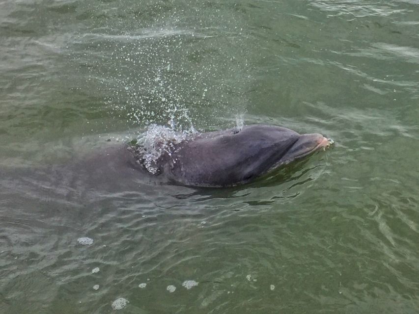 Hilton Head Island: Dolphin Watching Guided Tour by Boat - Preparing for the Tour