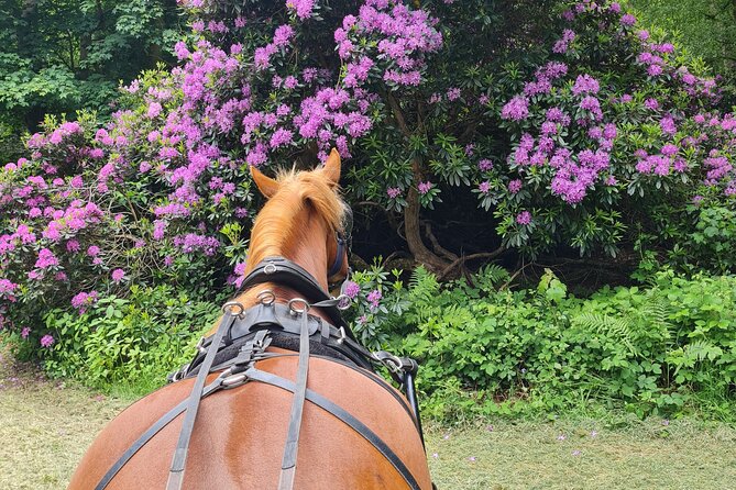 Horse Drawn Carriage Ride York - Confirmation and Booking