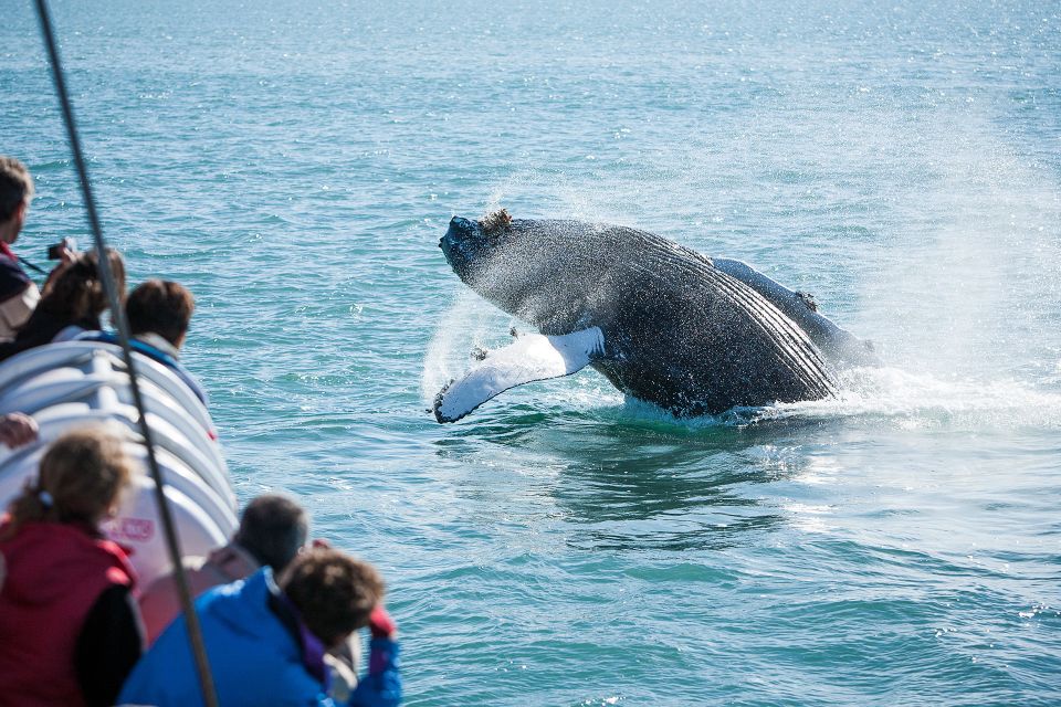 Husavik: Whale-Watching Cruise and Puffins Guided Tour - Important Information