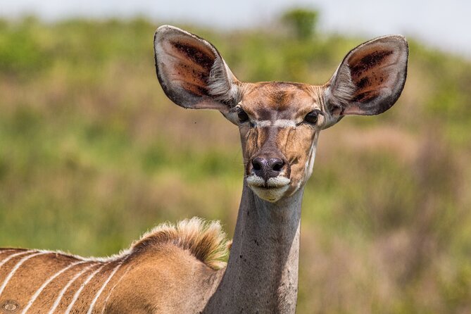 Isimangaliso Sunset Game Drive - Accessibility and Age Restrictions