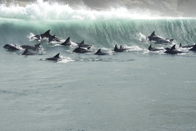 Knysna Marine Life & Garden Route Coastline Experience - Booking Confirmation and Accessibility