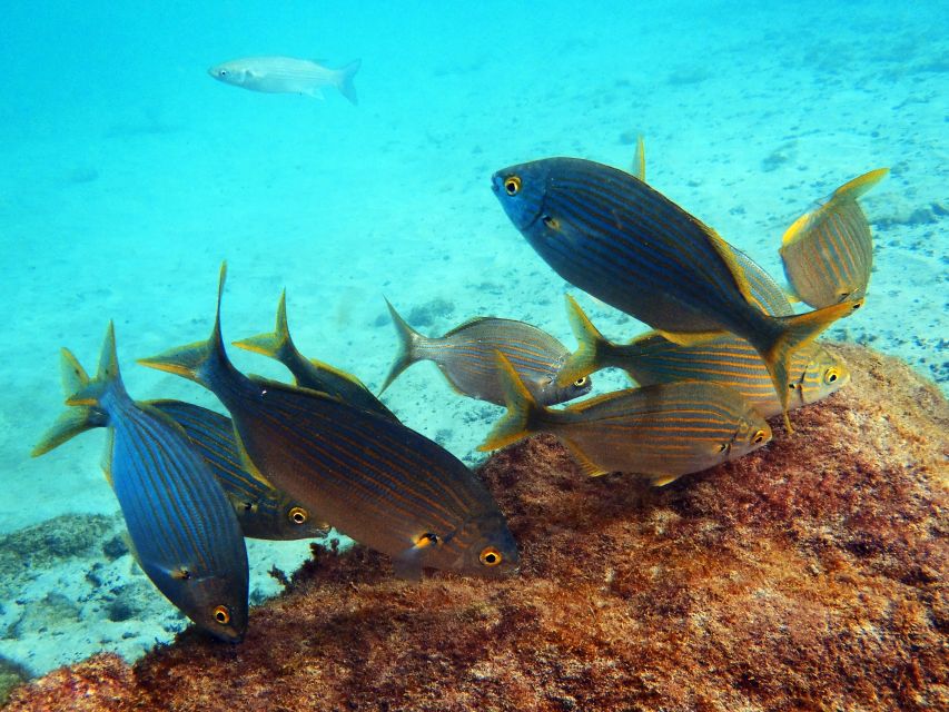 Lanzarote: 2-Dive Package in Playa Blanca - Certified Divers - Pickup and Instruction