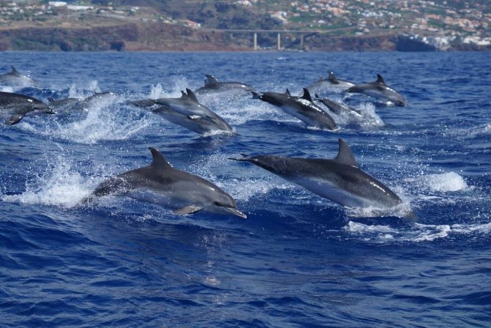 Madeira: Guaranteed Whales or Dolphins Watching Tour - Important Meeting Information