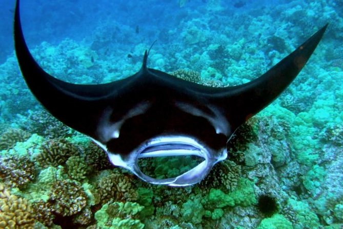 Manta Ray Snorkel Moonlight Kona Hawaii - Small Group Available - Meeting and Pickup Details