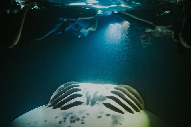 Manta Ray Snorkeling by Night in Kailua-Kona, Hawaii - Reviews and Guarantee