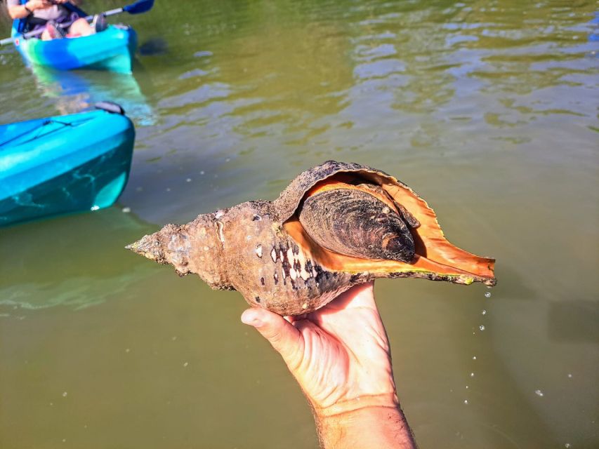 Marco Island: Kayak Mangrove Ecotour in Rookery Bay Reserve - Wildlife Encounters