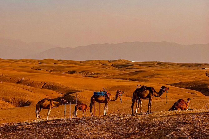 Marrakech Day Trip to Agafay Desert, Atlas Mountains & Camel Ride - Guided Valley Walk to Armed