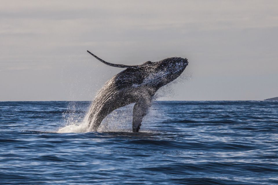 Maui: Eco-Friendly Whale Watching Tour From Maalaea Harbor - Customer Feedback and Ratings