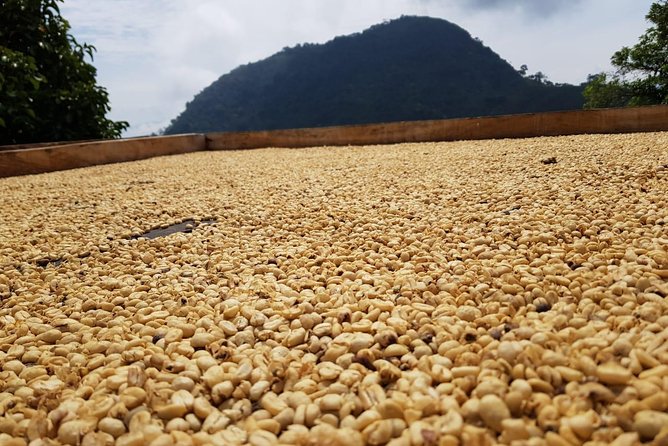 Medellín Coffee Tour to Concordia - Enjoy a Traditional Lunch