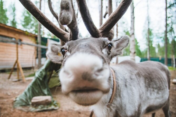 Meet Santa Claus & Santas Reindeer Ride & Hug Huskies - Accessibility and Safety