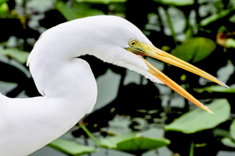 Miami: Everglades Experience, Bay Cruise & Open-top Bus Tour - Everglades Experience