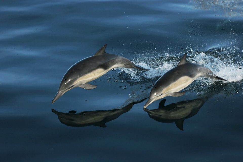 Monterey: Whale Watching Tour With a Marine Guide - Important Information and Restrictions