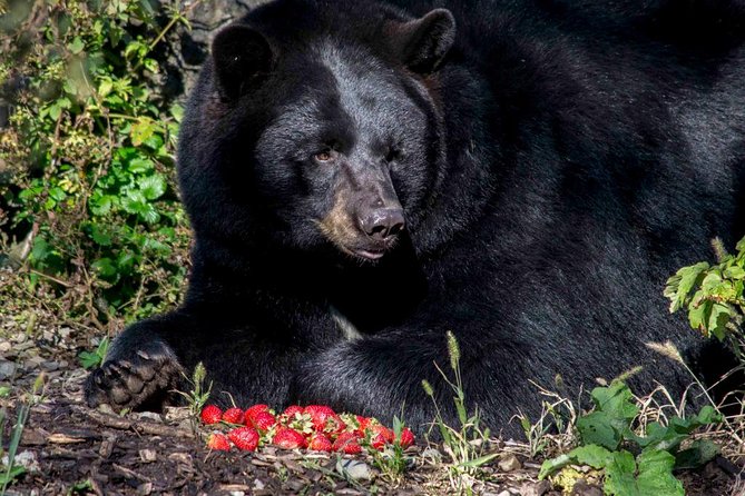 Montreal Zoo, Private Half Day Tour - Admiring Animal and Plant Species