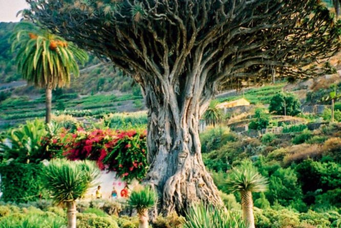 Mount Teide-Icod-Garachico-Masca (Most Popular Bus Tour in Tenerife) - Accessibility and Transportation Options