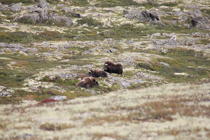 Muskox Safari From Hjerkinn | Dovre & Lesja Aktiv - Inclusions and Amenities