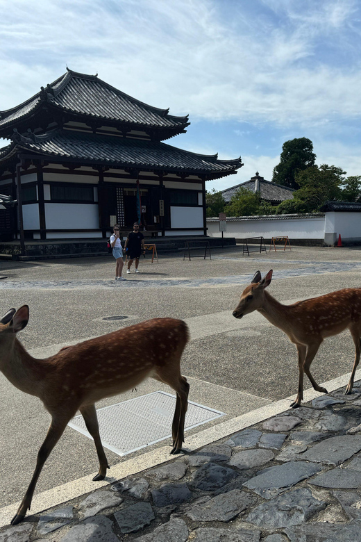 Nara: Tohdaiji Temple Experience Review - Cultural and Natural Attractions