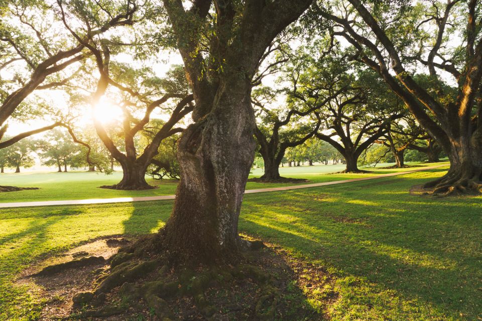 New Orleans: Oak Alley Plantation and Swamp Cruise Day Trip - Jean Lafitte National Park