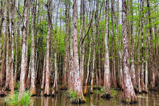 New Orleans Self-Transport Swamp and Bayou Boat Tour - Tour Details