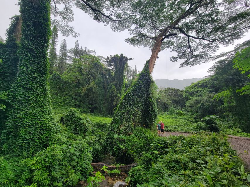 Oahu: Waikiki E-Bike Ride and Manoa Falls Hike - Manoa Falls Exploration