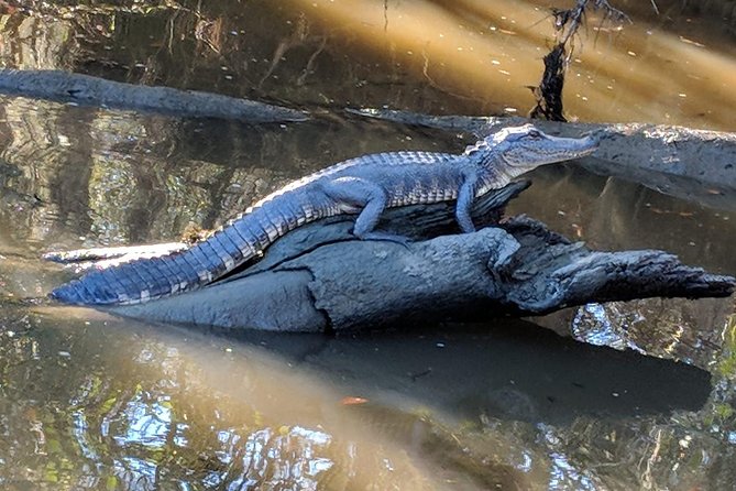 Oak Alley Plantation and Large Airboat Swamp Tour From New Orleans - Meeting and Pickup Information