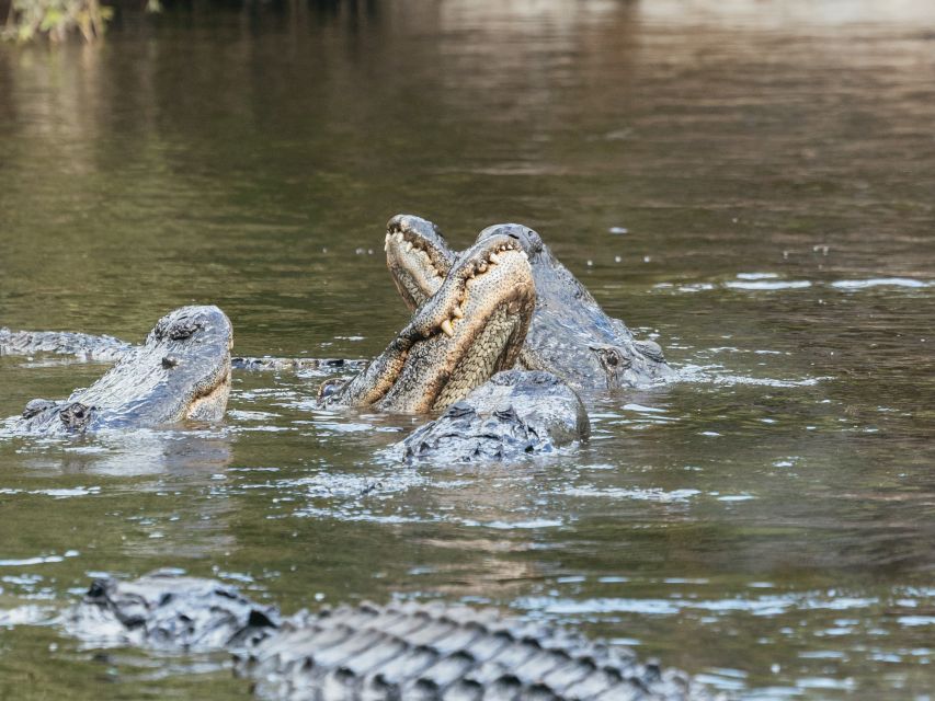 Orlando: Drive-Thru Safari Park at Wild Florida - Included Features and Amenities