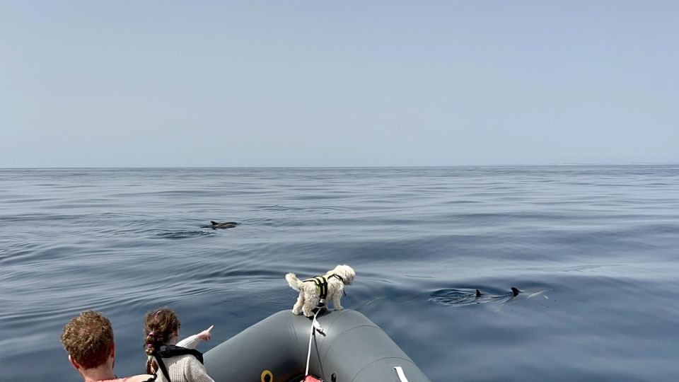 Portimão: Dolphin Watch & Benagil Caves With Biologist Guide - Wild Dolphin Spotting