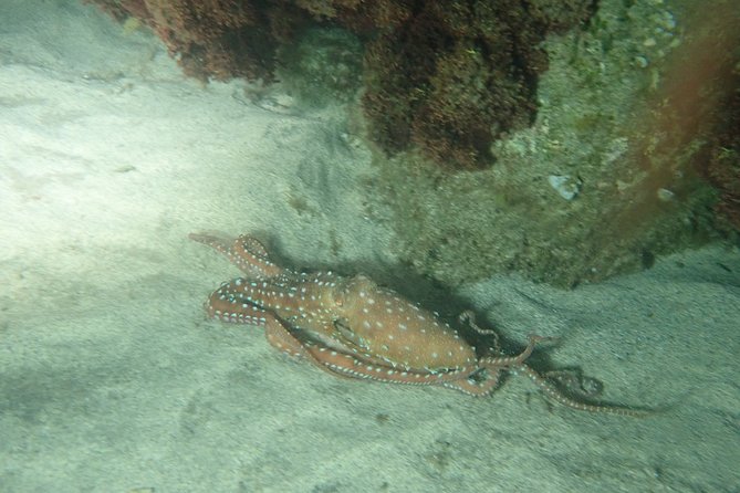 Porto Santo Night Snorkeling Tour - Highlights of the Experience